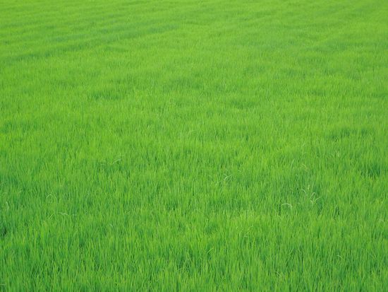 so herrlich grün ist die junge Reispflanze ...