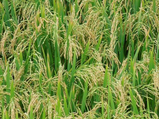 später ist dann schon Korn dran ...