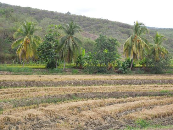 während hier bereits alles abgeerntet ist.