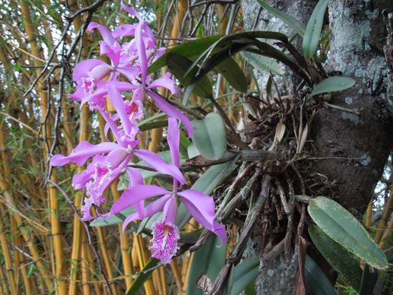 Orchideen, die an "fremden Bäumen" wachsen