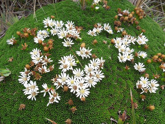 Trotz der "lausigen" Lebensbedingungen blühen diese Mini-Blümchen.