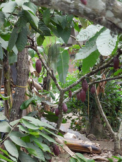 Kakao am Strassenrand