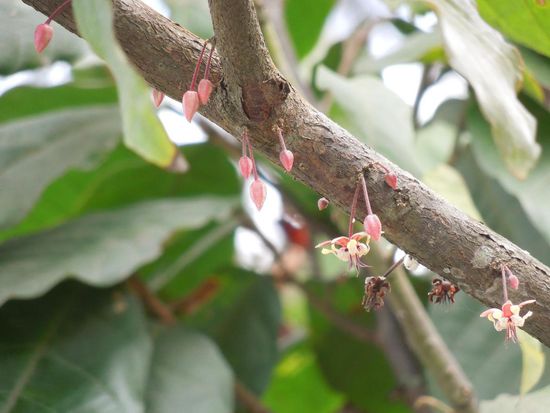 Aus diesen kleinen Blüten werden ...
