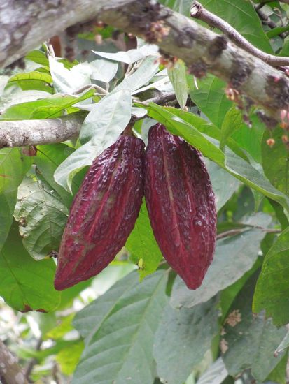 so grosse Kakaobohnen, mh 