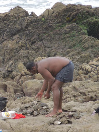 Harte Arbeit mit diesen Riesenaustern