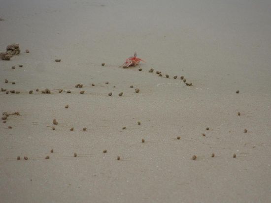 Krebsli bei der "Kugelproduktion"