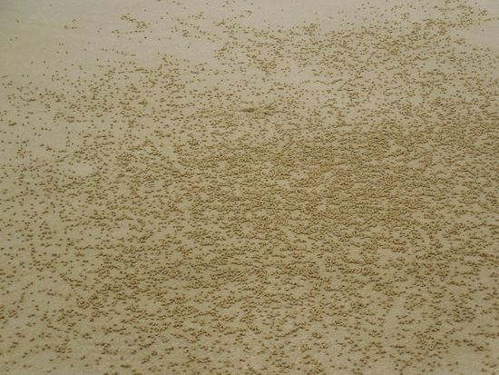 Was uns ein Rätsel geblieben ist: Warum produzieren die Krebsli solche Sandkügelchen?