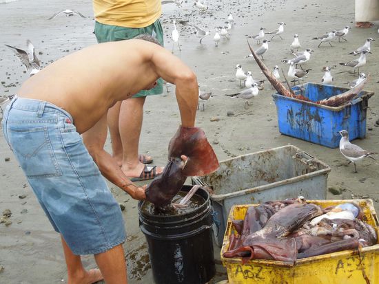 Calamar wird kurz gespült ...