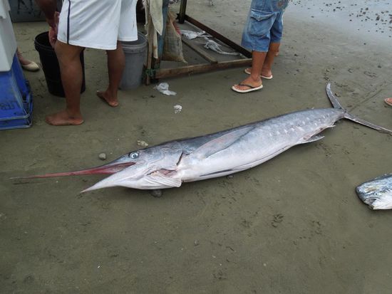 während der Kollega noch im Ganzen ruht.