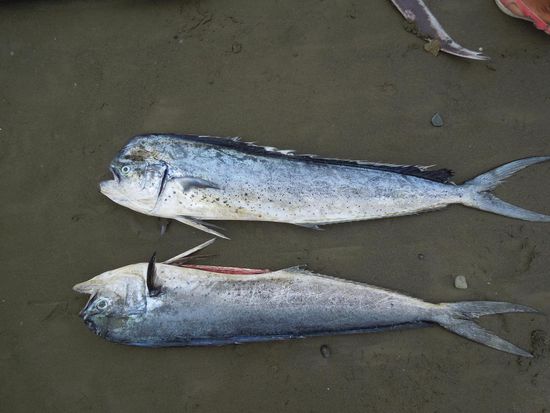 Dorade - ein Filet wiegt ca 800g.