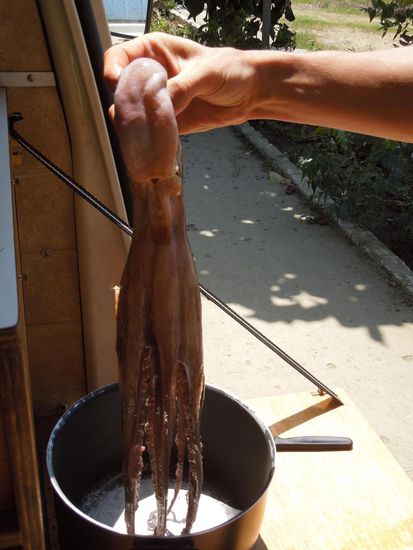 Dank aktiven Pulpofischens in der Kindheit mit Papa, hatte Claudio den Durchblick bei der Zubereitung.