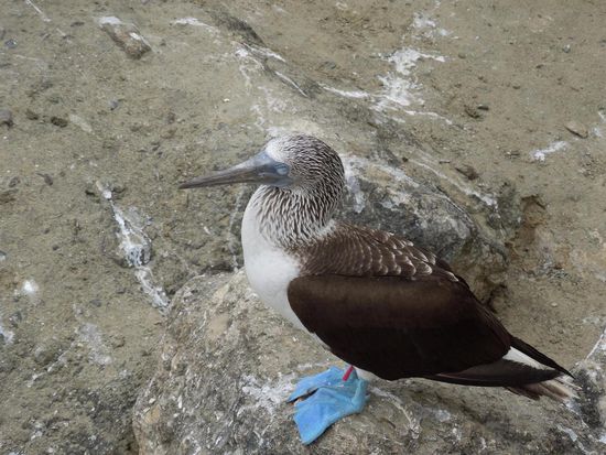 Herrlich blaue Füsse- der Blaufusstölpel