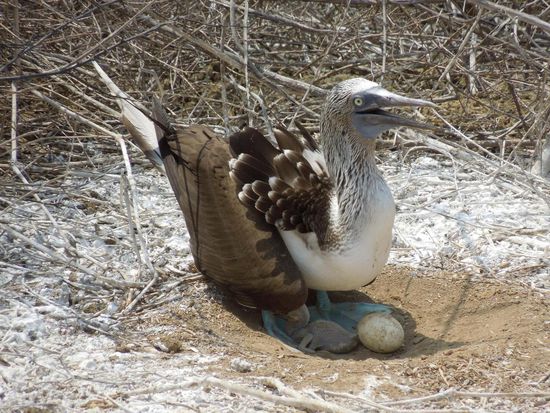 Hier ein Nest mit Ei und Kücken.