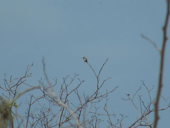 4cm "grosser" Kolibri, der pfeilschnell durch die Lüfte jagt.