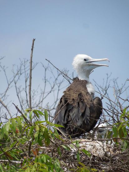 Junger Fregattvogel