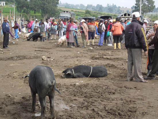 Auf dem Viehmarkt waren wir nur Beobachter.