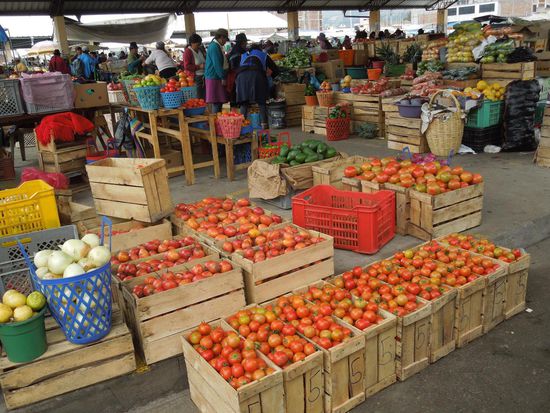 Zwiebel, Knobi, Tomaten, Salat, Sellerie, Radiesli, Avocados ...
wir hatten die Qual der Wahl