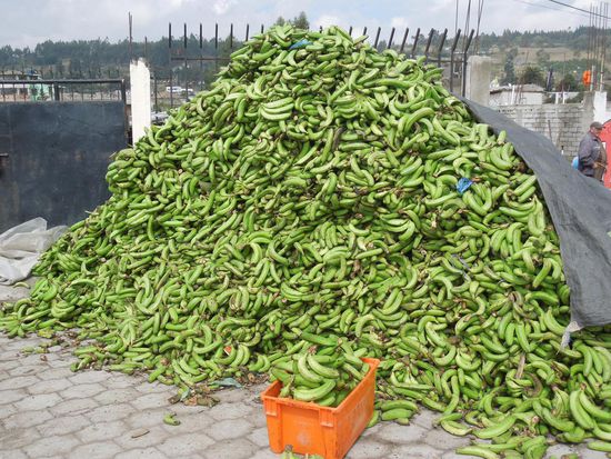 Vielleicht noch ein paar Kochbananen für Patacones?