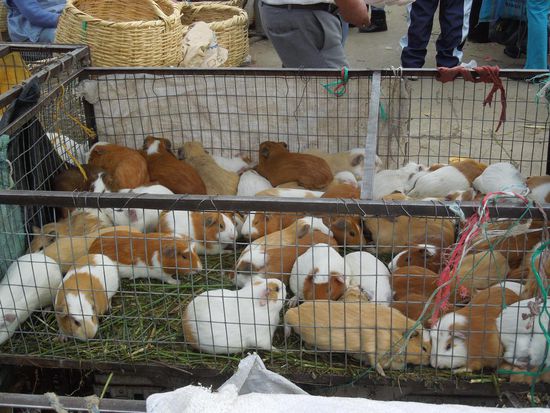 Oder doch lieber ein kleines Meersäuli, lecker mit Kräutern gefüllt im Ofen gebruzelt?