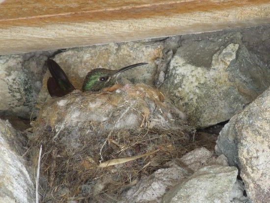 Das Kolibrinest entdeckten wir beim Cimbo-Besucherzentrum.
