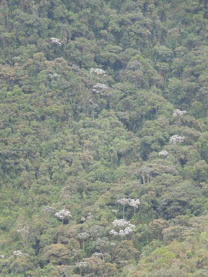 Baum wohin das Auge schaut.