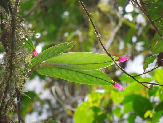 Farbenfroher Nebel/Regenwald = Dschungel 