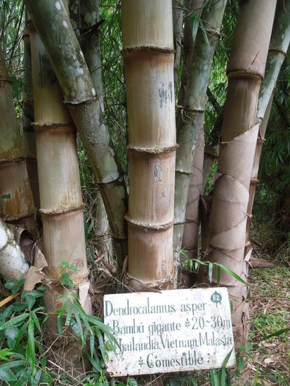 Dieser Riesenbambus wird zum Hausbau verwendet.