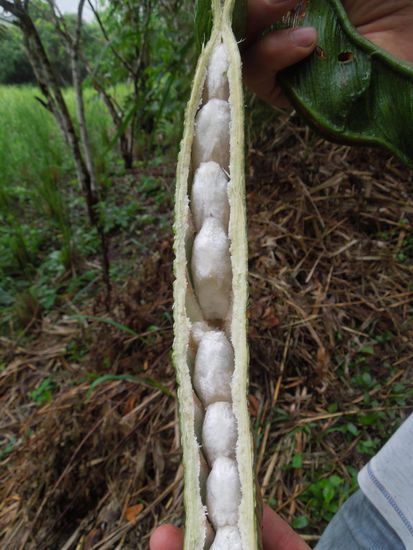 Das weisse Fruchtfleisch um die Kerne ist wie Watte und zuckersüss.