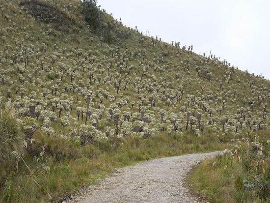 Frailejones = haarige Bäume