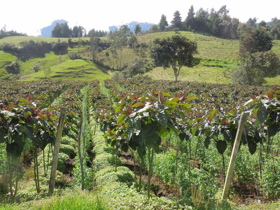 Unterwegs begegnen wir Schnurgerade Felder mit Baumtomaten.