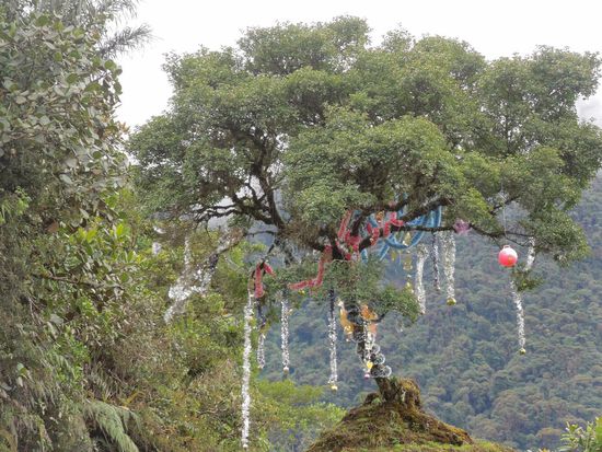 Ein Weihnachtsbaum im Nirgendwo