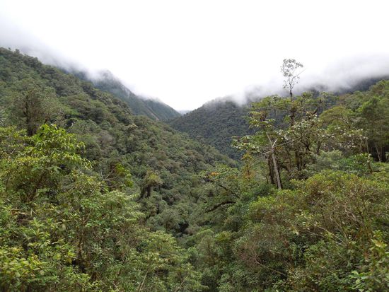 Grünes Dickicht oder doch Primärwald ???