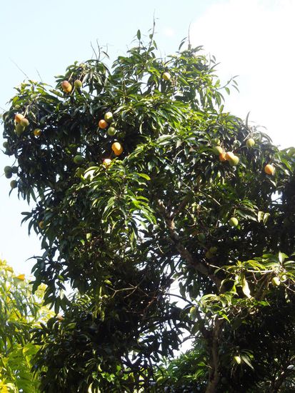 Mit einem lauten "Platsch" landen die reifen Mangos manchmal im Wasser - ein saftiger Snack!