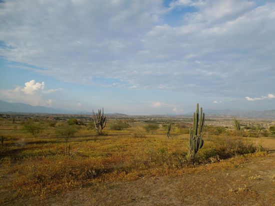 Kakteen und ganz viel Nix