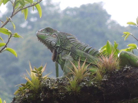 Ein Iguana zu Besuch im Garten.