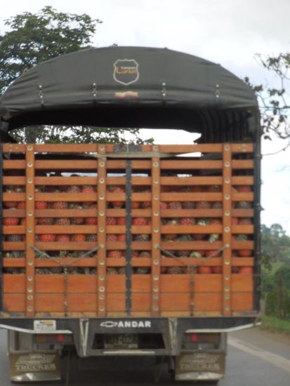 Ein Ananaslaster vor uns schnuffelt so gut, dass wir freiwillig hinterherfahren.