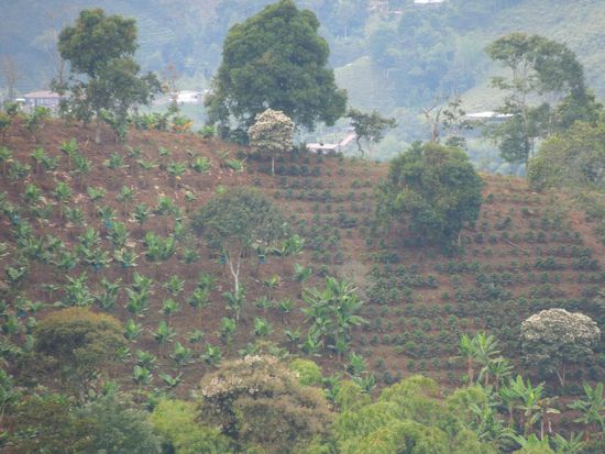 Kleine Kaffeepflanzen in Reih &amp; Glied