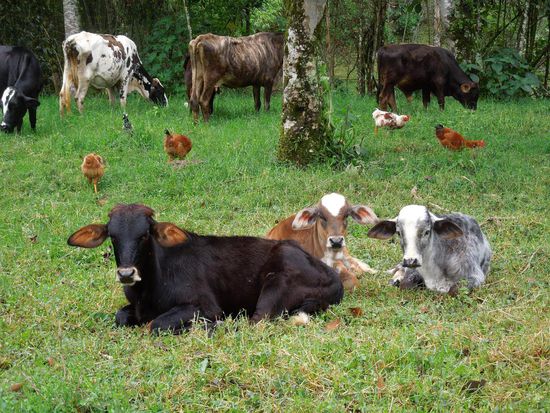 Auch hier gibts "lila" Milchkühe 
