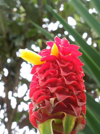 ... und wunderschöne Blüten