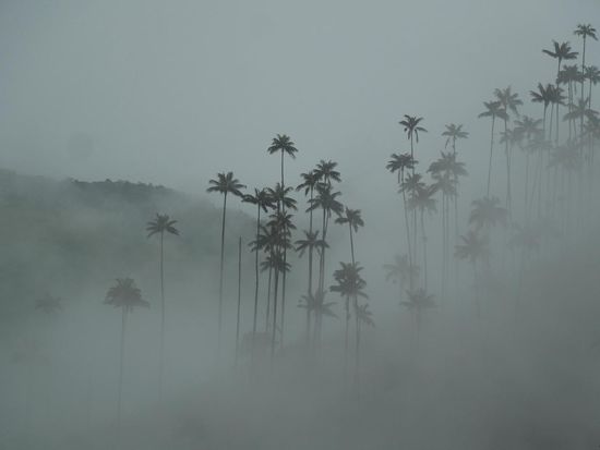 Aus dem Nebel tauchen sie dann auf ...