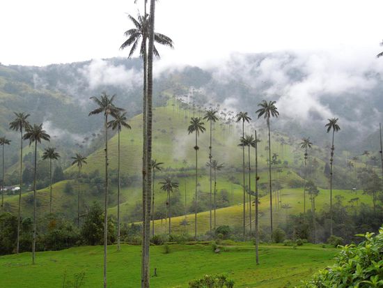 die willkürlich verteilten Baumriesen.