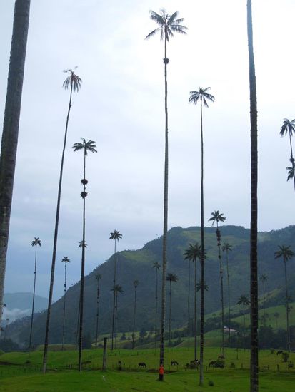 Das kleine Orange ist 1,60m , die Plamen werden bis 80m hoch