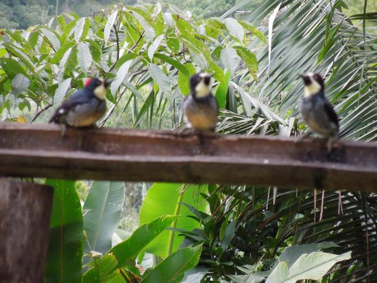 Die Rinne aus Bambus hält tolle Knabbereien parat ...