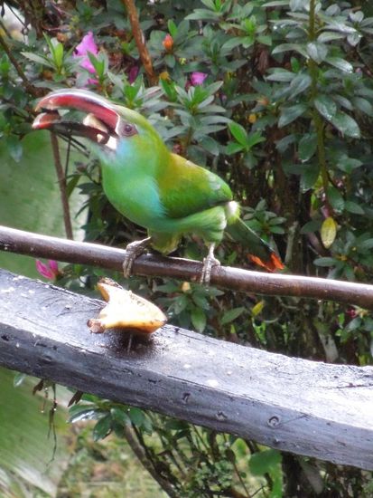wenn niemand stört, futtert der kolumbianische Tucan