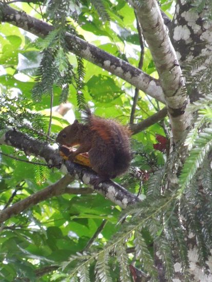 Auch für das Eichhörnchen gabs Kochbanane...