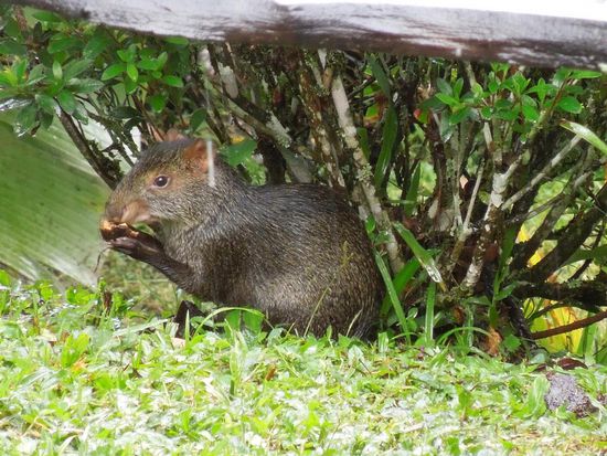 und sogar die scheuen Agutis trauten sich zur Futterstelle.