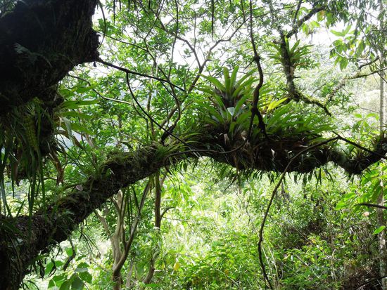 Mit Bromelien bewachsener Baum.