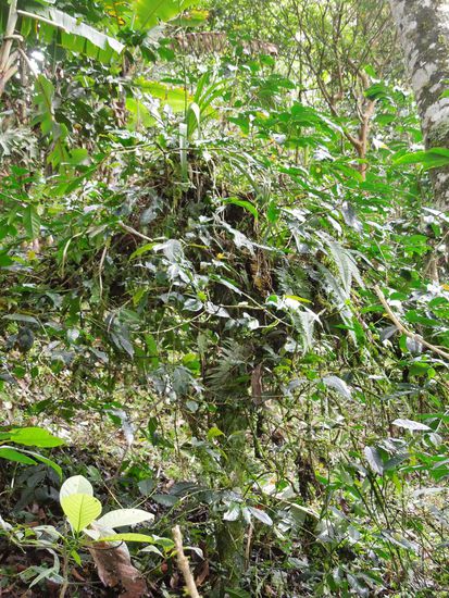 So schaut ein älteres Semester von wildem Kaffee aus 