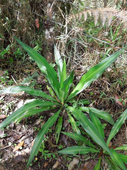 Aus den Fasern dieser Pflanze werden die Kaffeesäcke hergestellt.