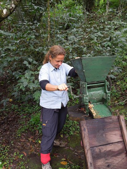 Hier wird geschält - die Kaffeekirsche wird von der Pulpa getrennt.